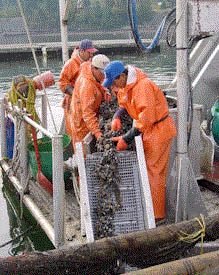 mussel conveyor mussels harvesting harvest sock grown fully coming left farming