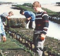 Turning Bags of Oysters