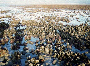 Bed Grown Oysters