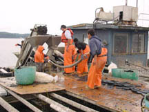 Mussel seeding machine