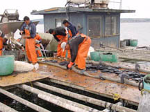 Individual mussel socks for raft culture