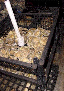 European Flat Oysters