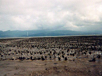 Longlines of Kumamoto Oysters