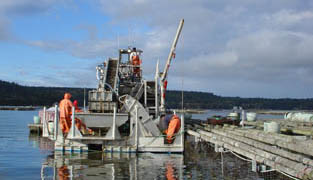 Mussel barge with crew at work on Penn Cove