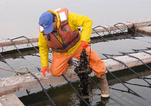 Farming mussels in Penn Cove