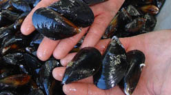 Mediterranean Mussels