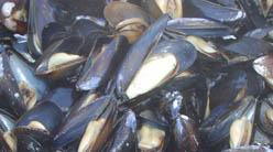 Steamed Penn Cove Mussels