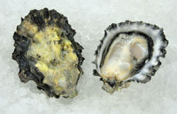 Penn Cove Select Oysters