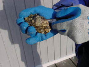 Shucking Oysters Step Four