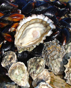 Fresh Farmed Oysters